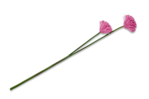 ALLIUMI, https://konsimo.cz/kolekce/alliumi/ Květina česnek růžový - obrázek