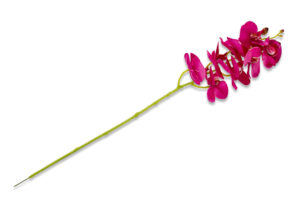 ORCHES, https://konsimo.cz/kolekce/orches/ Kwiat Orchidea fuksja - obrázek