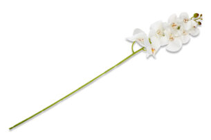 ORCHES, https://konsimo.cz/kolekce/orches/ Květina orchidej bílý - obrázek