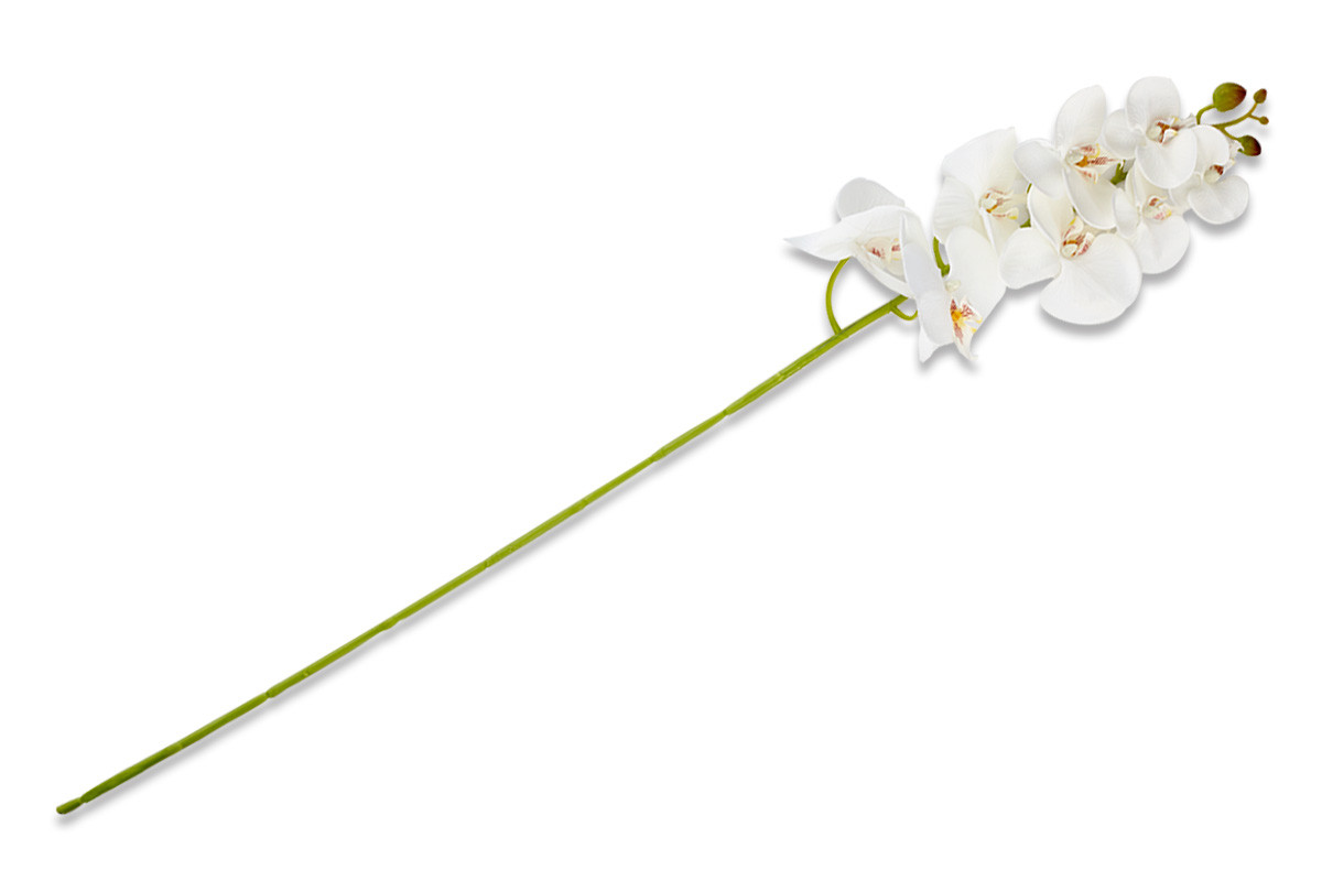 Květina orchidej