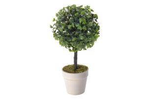 BUXUS, https://konsimo.cz/kolekce/buxus/ Zimostráz v květináči směs - obrázek