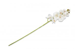 ORCHES, https://konsimo.cz/kolekce/orches/ Kwiat Orchidea biały - obrázek